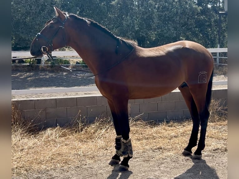PRE Mix Hengst 3 Jahre 163 cm Rotbrauner in Mejorada