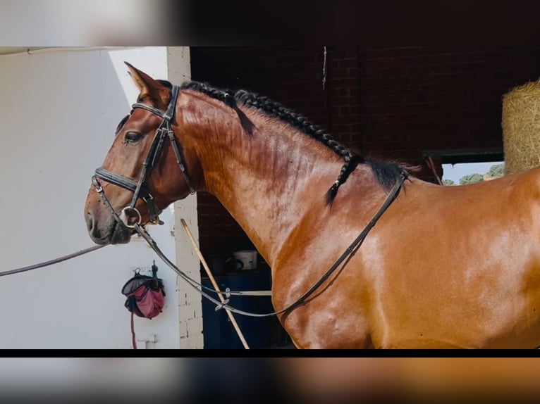 PRE Mix Hengst 3 Jahre 163 cm Rotbrauner in Mejorada