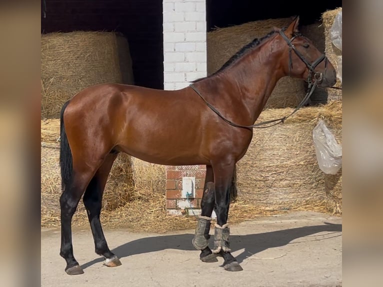 PRE Mix Hengst 3 Jahre 163 cm Rotbrauner in Mejorada