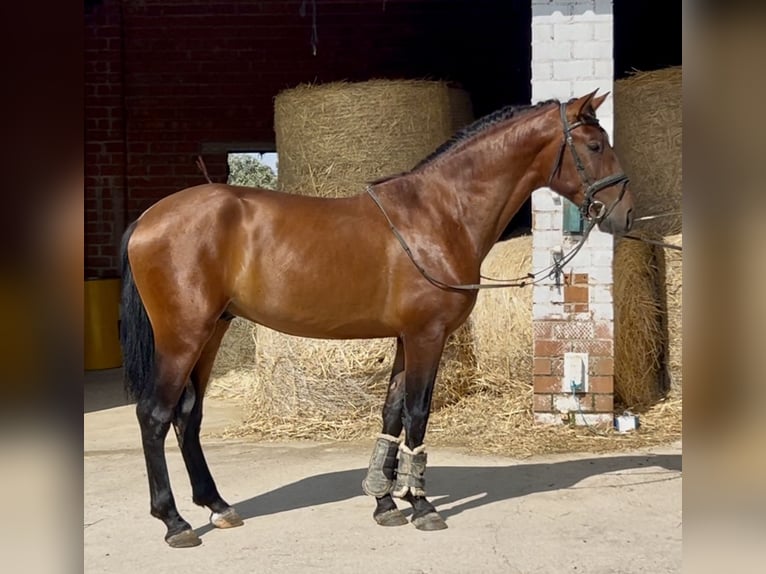 PRE Mix Hengst 3 Jahre 163 cm Rotbrauner in Mejorada