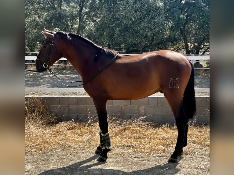 PRE Mix Hengst 3 Jahre 163 cm Rotbrauner in Mejorada