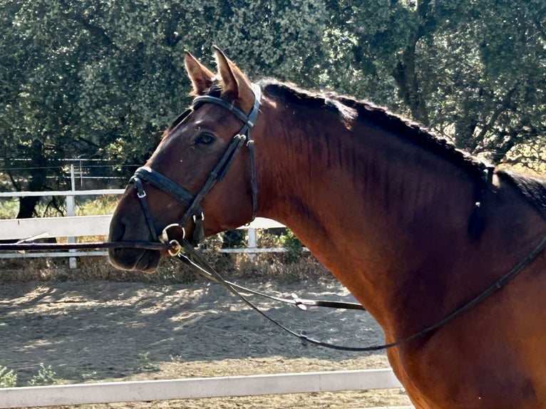 PRE Mix Hengst 3 Jahre 163 cm Rotbrauner in Mejorada