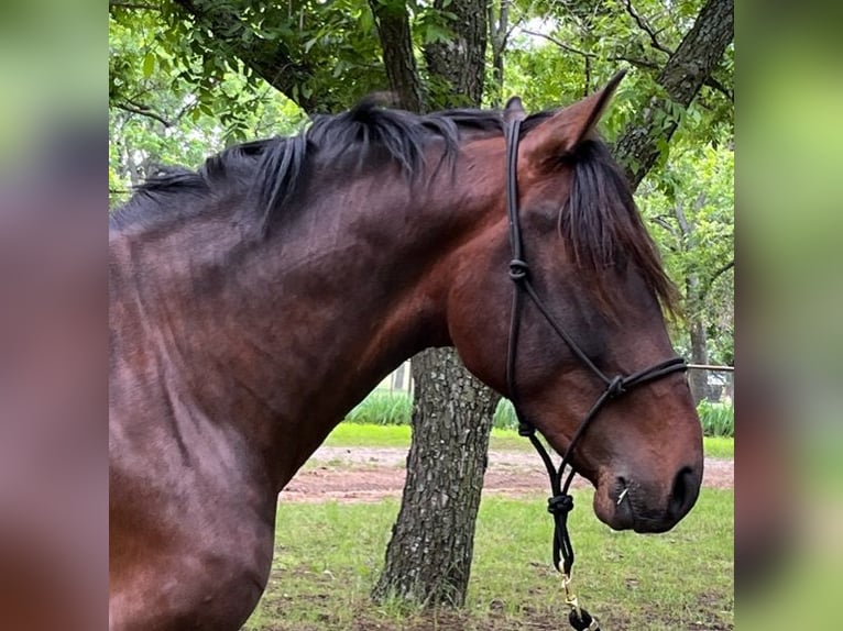 PRE Mix Hengst 3 Jahre 163 cm Rotbrauner in Golden, CO