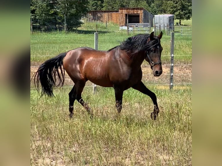 PRE Mix Hengst 3 Jahre 163 cm Rotbrauner in Golden, CO