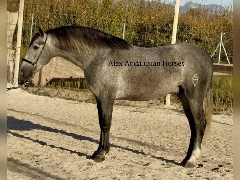 PRE Mix Hengst 3 Jahre 163 cm Schimmel in Sevilla