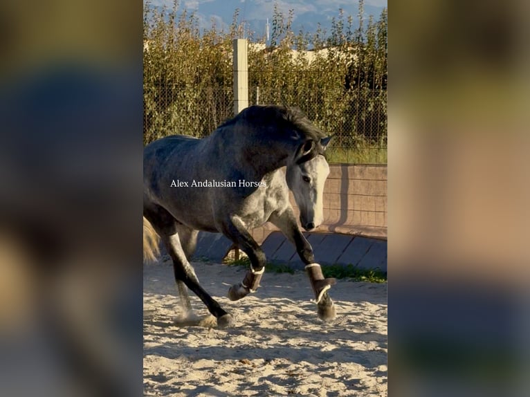 PRE Mix Hengst 3 Jahre 163 cm Schimmel in Sevilla