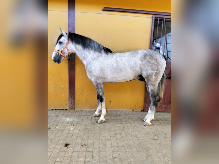 PRE Mix Hengst 3 Jahre 163 cm Schimmel in La Luisiana