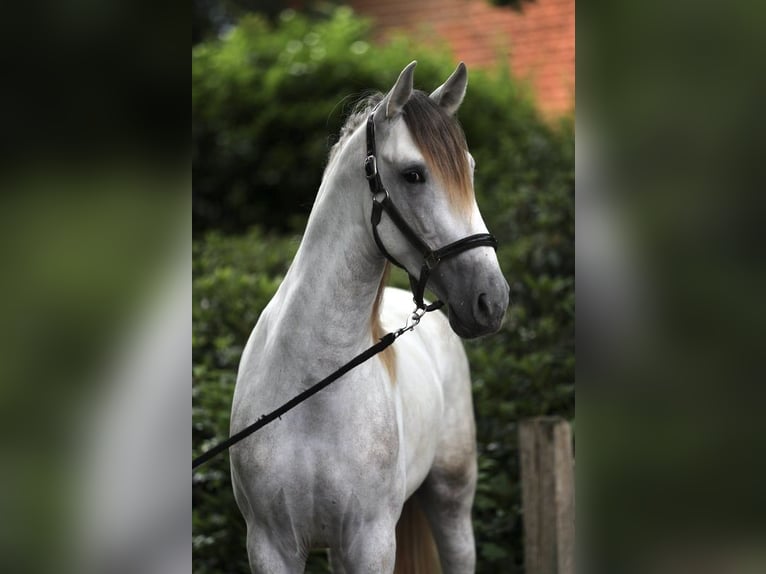 PRE Hengst 3 Jahre 163 cm Schimmel in Emsb&#xFC;ren