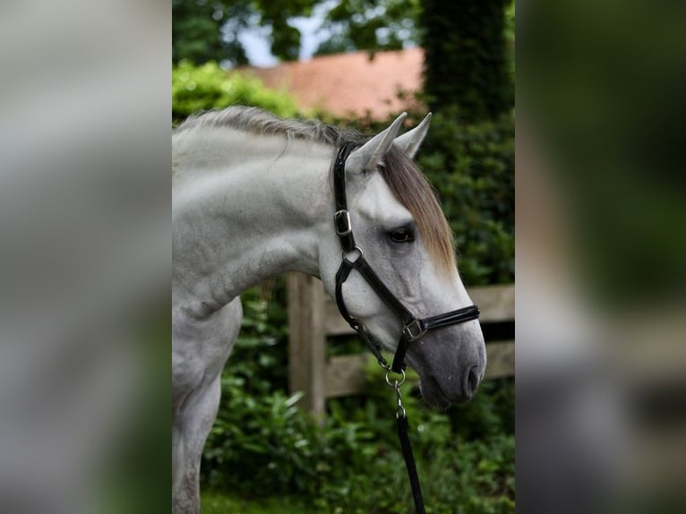 PRE Hengst 3 Jahre 163 cm Schimmel in Emsb&#xFC;ren