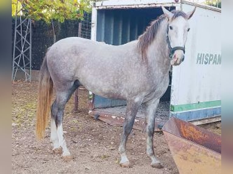 PRE Mix Hengst 3 Jahre 163 cm Schimmel in Madrid