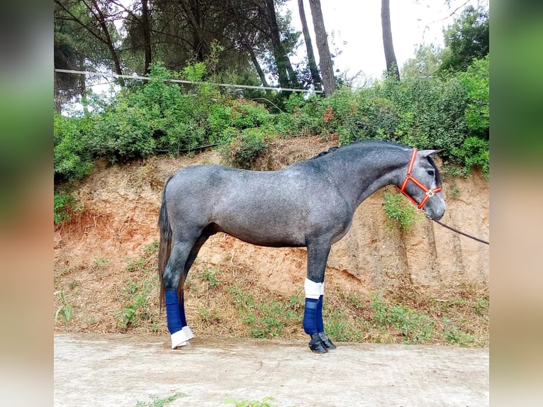 PRE Mix Hengst 3 Jahre 163 cm Schimmel in Terrassa