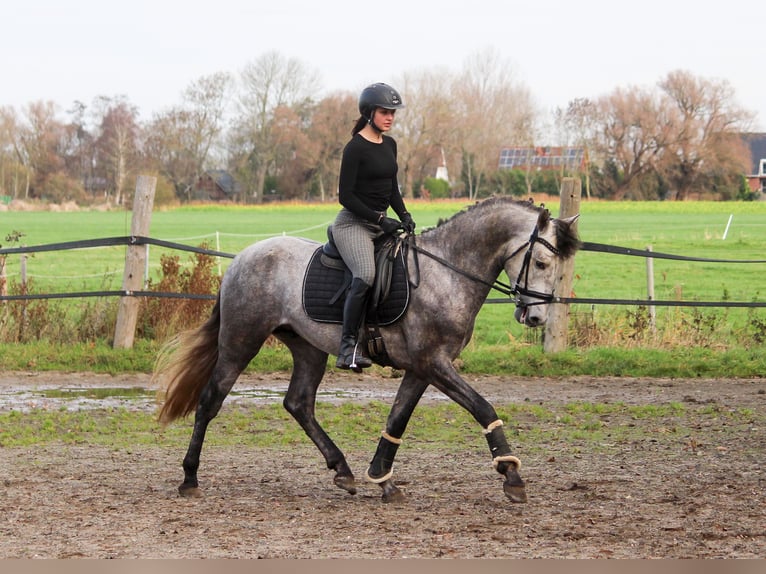 PRE Mix Hengst 3 Jahre 163 cm Schimmel in Wremen