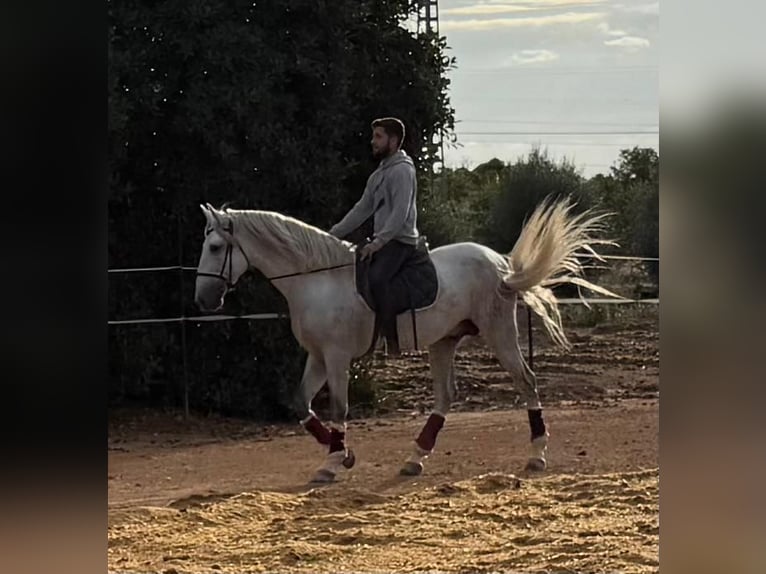 PRE Hengst 3 Jahre 163 cm Schimmel in San Vincente de Raspeig
