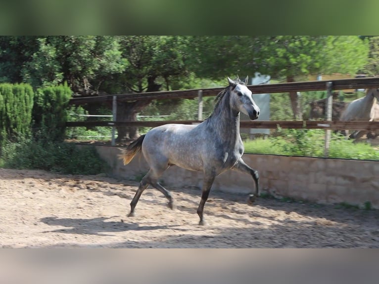 PRE Hengst 3 Jahre 164 cm Apfelschimmel in Sagunt/Sagunto