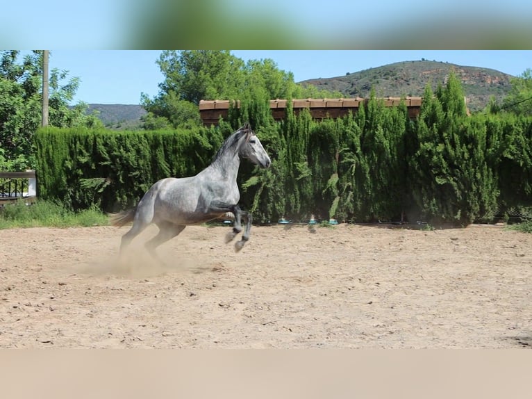 PRE Hengst 3 Jahre 164 cm Apfelschimmel in Sagunt/Sagunto