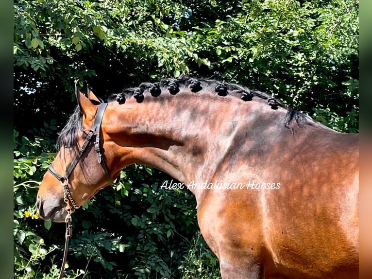 PRE Mix Hengst 3 Jahre 164 cm Brauner in Sevilla