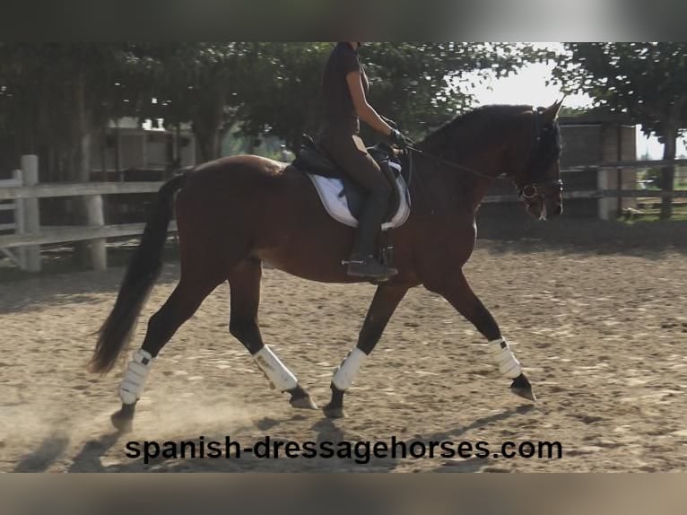 PRE Mix Hengst 3 Jahre 164 cm Brauner in Barcelona