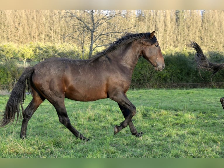 PRE Hengst 3 Jahre 164 cm Brauner in Waldhölzbach