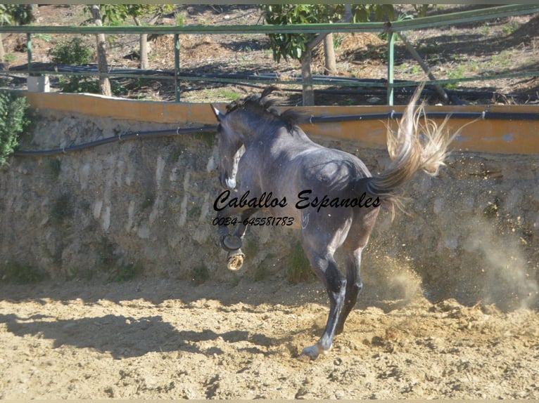 PRE Hengst 3 Jahre 164 cm Braunfalbschimmel in Vejer de la Frontera