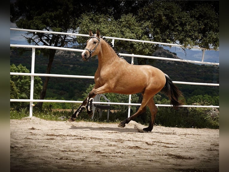 PRE Hengst 3 Jahre 164 cm Buckskin in Geldern