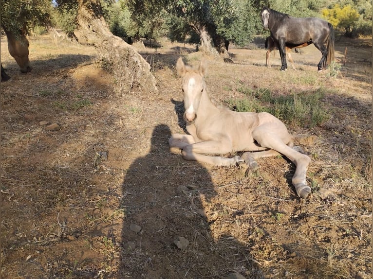 PRE Hengst 3 Jahre 164 cm Buckskin in Geldern