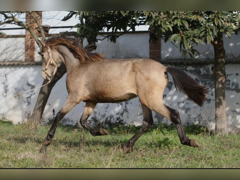 PRE Mix Hengst 3 Jahre 164 cm Buckskin in Olvan
