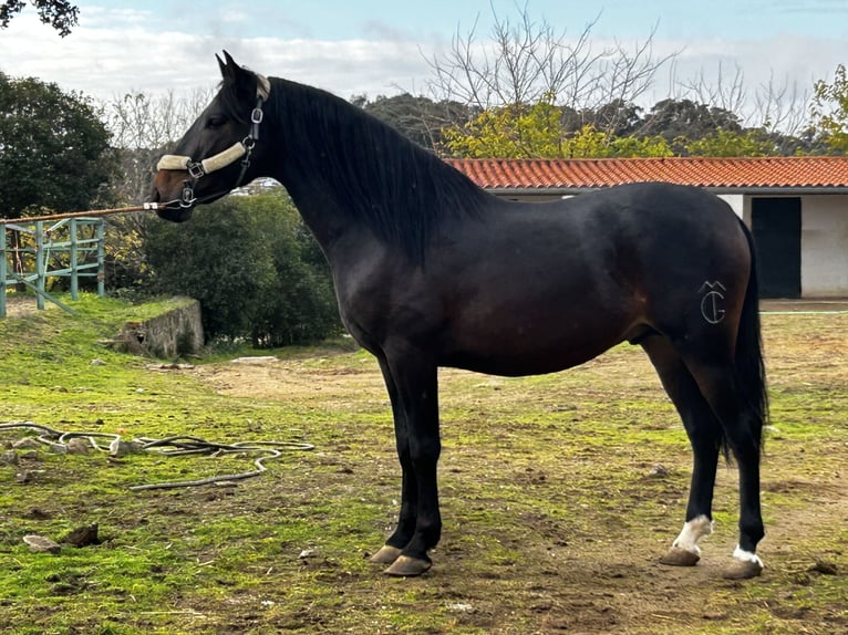 PRE Mix Hengst 3 Jahre 164 cm Dunkelbrauner in Mejorada