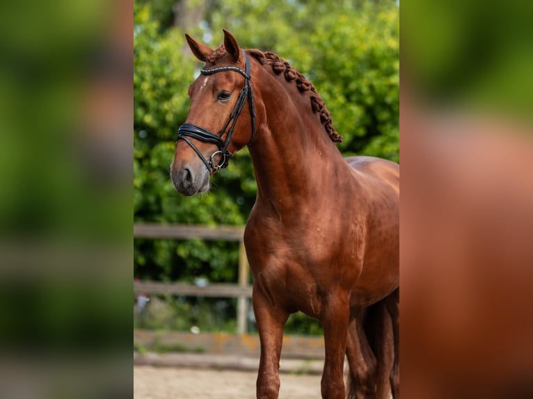PRE Mix Hengst 3 Jahre 164 cm Fuchs in Sm