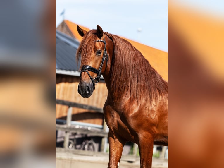 PRE Hengst 3 Jahre 164 cm Fuchs in Sm