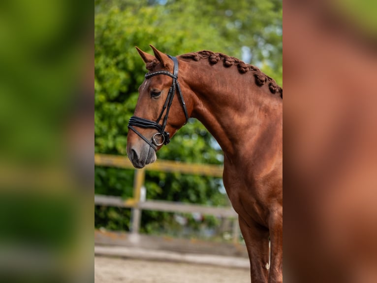 PRE Mix Hengst 3 Jahre 164 cm Fuchs in Sm