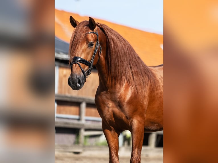 PRE Hengst 3 Jahre 164 cm Fuchs in Sm