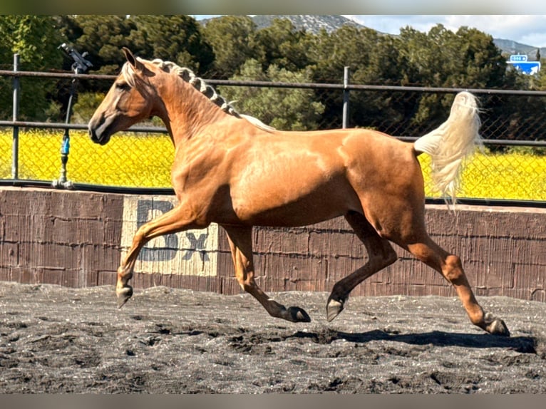 PRE Hengst 3 Jahre 164 cm Palomino in Cubelles