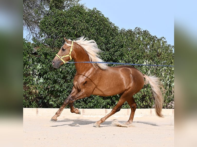 PRE Mix Hengst 3 Jahre 164 cm Palomino in Menorca