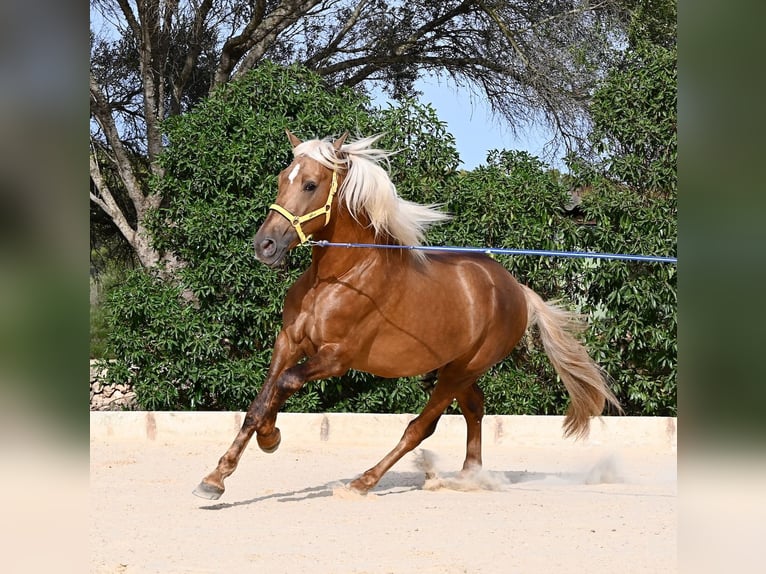 PRE Mix Hengst 3 Jahre 164 cm Palomino in Menorca