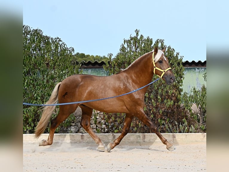 PRE Mix Hengst 3 Jahre 164 cm Palomino in Menorca
