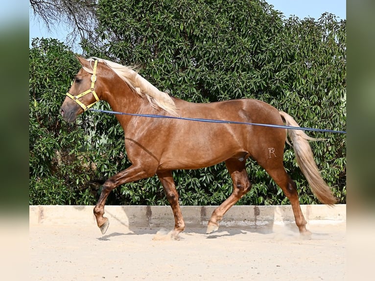 PRE Mix Hengst 3 Jahre 164 cm Palomino in Menorca