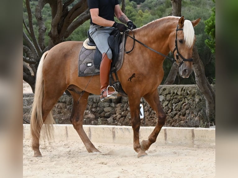 PRE Mix Hengst 3 Jahre 164 cm Palomino in Menorca
