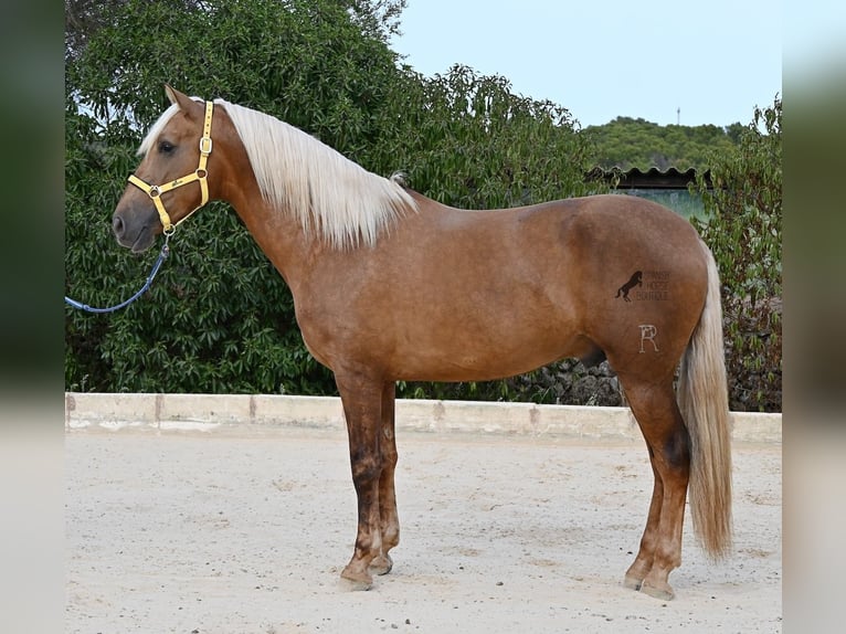 PRE Mix Hengst 3 Jahre 164 cm Palomino in Menorca