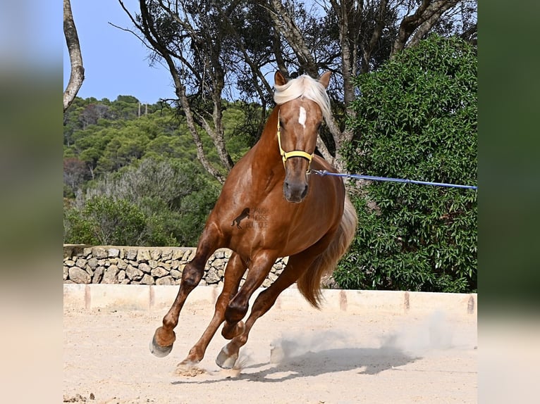 PRE Mix Hengst 3 Jahre 164 cm Palomino in Menorca