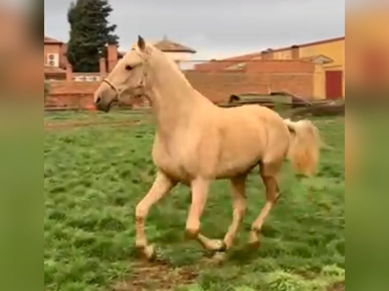 PRE Mix Hengst 3 Jahre 164 cm Palomino in Adelschlag