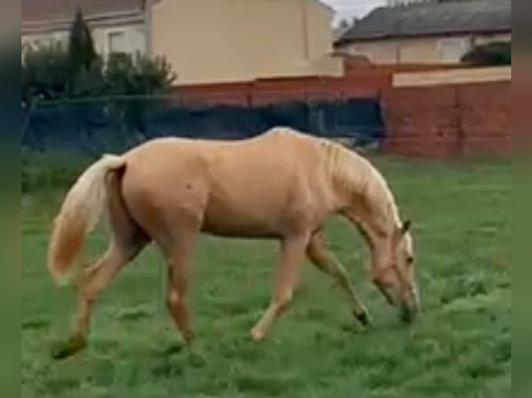 PRE Mix Hengst 3 Jahre 164 cm Palomino in Adelschlag