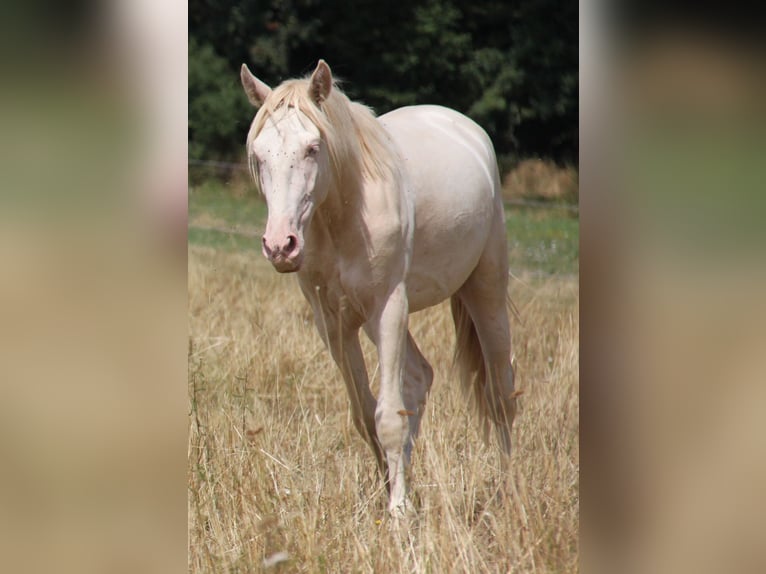 PRE Hengst 3 Jahre 164 cm Perlino in Kirn