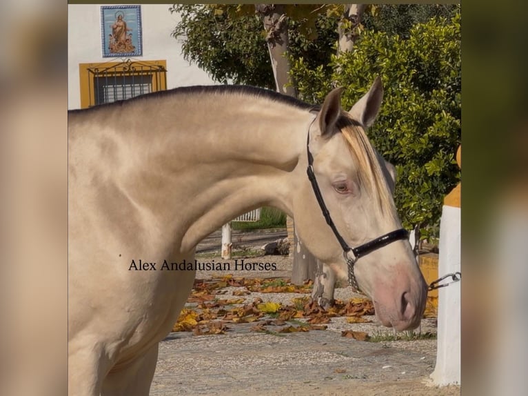 PRE Mix Hengst 3 Jahre 164 cm Perlino in Sevilla
