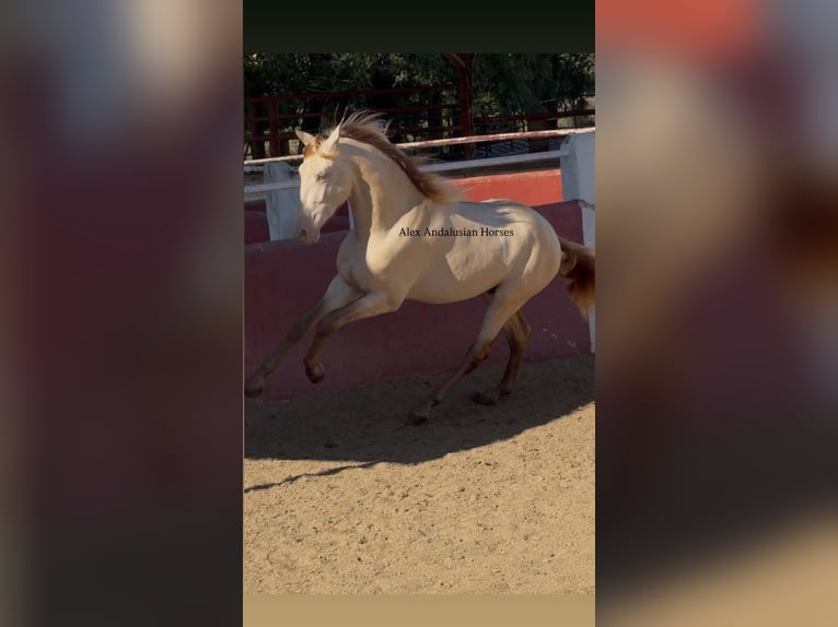 PRE Mix Hengst 3 Jahre 164 cm Perlino in Sevilla