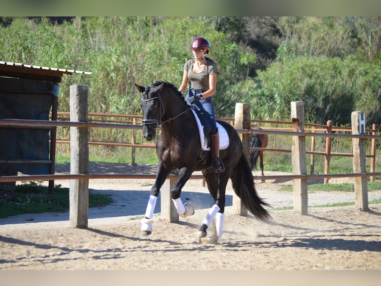 PRE Mix Hengst 3 Jahre 164 cm Rappe in Sabadell