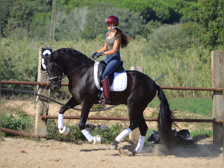 PRE Mix Hengst 3 Jahre 164 cm Rappe in Sabadell