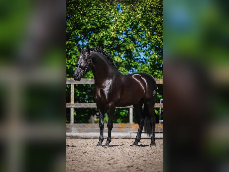 PRE Mix Hengst 3 Jahre 164 cm Rappe in Poeldijk