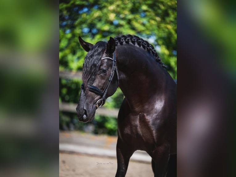PRE Mix Hengst 3 Jahre 164 cm Rappe in Poeldijk