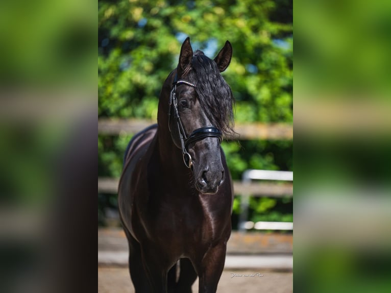 PRE Mix Hengst 3 Jahre 164 cm Rappe in Poeldijk
