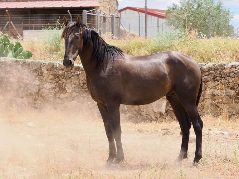 PRE Mix Hengst 3 Jahre 164 cm Rappe in Navas Del Madroño